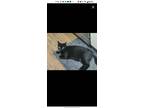 Adopt Xavier a Black & White or Tuxedo Bombay / Mixed (short coat) cat in Katy