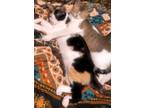 Adopt Cali & Luna a Gray, Blue or Silver Tabby Calico / Mixed (short coat) cat