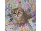 Adopt Daphne a Brown or Chocolate Domestic Mediumhair / Mixed cat in Long Beach