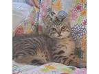 Adopt Darla a Brown or Chocolate Domestic Mediumhair / Mixed cat in Long Beach