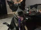 Adopt Nyx a Black - with Tan, Yellow or Fawn Australian Cattle Dog / Mixed dog