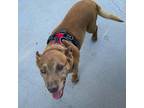 Adopt Chance a Brown/Chocolate Mixed Breed (Medium) / Mixed dog in San Diego