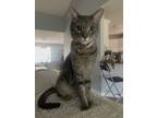 Adopt Mango a Gray, Blue or Silver Tabby American Shorthair / Mixed cat in Pace