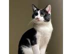Adopt BMO a Black & White or Tuxedo Domestic Shorthair / Mixed (short coat) cat