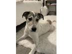Adopt Indie a White - with Tan, Yellow or Fawn Anatolian Shepherd / Mixed dog in