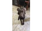 Adopt Obi-wan Kenobi a Brown/Chocolate Labrador Retriever / Mixed dog in Dallas
