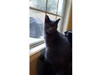 Adopt Hal a Gray or Blue Domestic Shorthair / Mixed (short coat) cat in