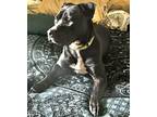 Adopt Needs foster or adopter a Black - with White American Staffordshire