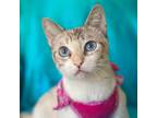 Adopt NIKKI a Tan or Fawn Siamese (short coat) cat in Irvine, CA (38937021)