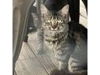 Adopt Caitlyn a Gray or Blue American Shorthair / Mixed cat in FREEPORT