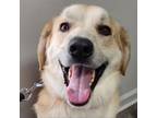Adopt Carly a Tan/Yellow/Fawn Great Pyrenees / Labrador Retriever / Mixed dog in