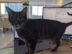 Adopt Belly a Gray, Blue or Silver Tabby American Shorthair (short coat) cat in