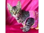 Adopt JELLYBEAN a Brown Tabby Domestic Shorthair (short coat) cat in Irvine