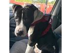 Adopt Foster or Adopter needed a Black - with White American Pit Bull Terrier /