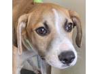 Adopt 65763 a Tan/Yellow/Fawn Mixed Breed (Medium) / Mixed dog in Las Cruces
