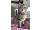 Adopt Uzi a Brown Tabby Domestic Shorthair (short coat) cat in Byron Center