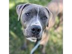 Adopt Orbit a Gray/Silver/Salt & Pepper - with Black Terrier (Unknown Type