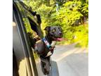 Adopt Ebba a Black Mixed Breed (Medium) / Mixed dog in Huntsville, AL (38936922)
