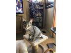 Adopt Ari a Brown Tabby Domestic Shorthair (short coat) cat in Byron Center