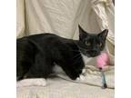 Adopt Saffron a All Black Domestic Shorthair / Mixed cat in Lyndhurst