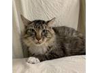 Adopt Marvin a Brown or Chocolate Domestic Mediumhair / Mixed cat in Lyndhurst