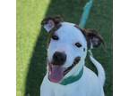 Adopt Aria a White - with Tan, Yellow or Fawn Hound (Unknown Type) / Pit Bull