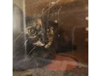 Adopt Fluster a Tortoiseshell Domestic Shorthair / Mixed cat in Asheville