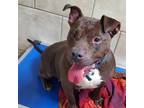 Adopt Chocolate a Brown/Chocolate Pit Bull Terrier / Mixed dog in Eureka