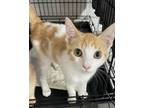 Adopt Isaac a Orange or Red (Mostly) Domestic Shorthair (short coat) cat in