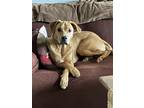 Adopt Neville a Tan/Yellow/Fawn Labrador Retriever / Mixed dog in Durham