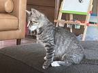 Adopt Billy a Brown Tabby American Shorthair / Mixed (short coat) cat in