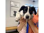 Adopt Hank a White - with Tan, Yellow or Fawn German Shorthaired Pointer / Mixed