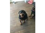 Adopt Lilith a Black - with Tan, Yellow or Fawn Rottweiler / Mixed dog in San