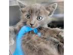 Adopt Remi a Gray or Blue Hemingway/Polydactyl / Mixed cat in Westminster