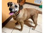 Adopt shorty a Mixed Breed (Medium) / Mixed dog in Acworth, GA (38936638)