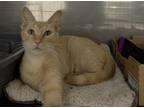 Adopt Sarah a Orange or Red Domestic Shorthair (short coat) cat in Byron Center