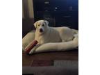 Adopt Ivory a White Great Pyrenees / Labrador Retriever / Mixed dog in