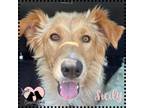 Adopt Sicily a Tan/Yellow/Fawn Australian Shepherd / Mixed dog in Gilbert