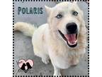 Adopt Polaris a White Husky / Mixed dog in Gilbert, AZ (38936476)