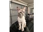 Adopt Bluey a White (Mostly) Domestic Mediumhair / Mixed (long coat) cat in