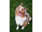 Adopt Max a Merle Australian Shepherd / Mixed dog in Glendale, AZ (38936546)