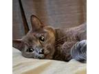 Adopt Fiona a Gray or Blue Russian Blue / Mixed cat in Jupiter, FL (38936449)