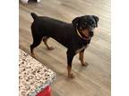 Adopt June a Black - with Tan, Yellow or Fawn Rottweiler / Mixed dog in San