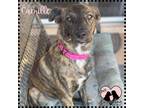 Adopt Camille a Brindle Shepherd (Unknown Type) / Mixed dog in Gilbert