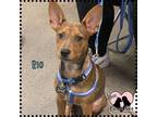 Adopt Rio a Tan/Yellow/Fawn Cattle Dog / Terrier (Unknown Type