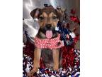 Adopt Rho a Brown/Chocolate - with Tan Boxer / Pit Bull Terrier / Mixed dog in