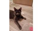 Adopt Yohani23 a Gray or Blue Domestic Longhair (long coat) cat in Milwaukee