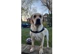 Adopt Luna a Tan/Yellow/Fawn Labrador Retriever / Mixed dog in Norwalk