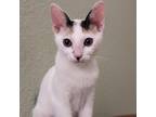 Adopt Silby a Calico or Dilute Calico Domestic Shorthair / Mixed cat in