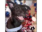 Adopt Pisa a Black Boxer / Pit Bull Terrier / Mixed dog in Gilbert